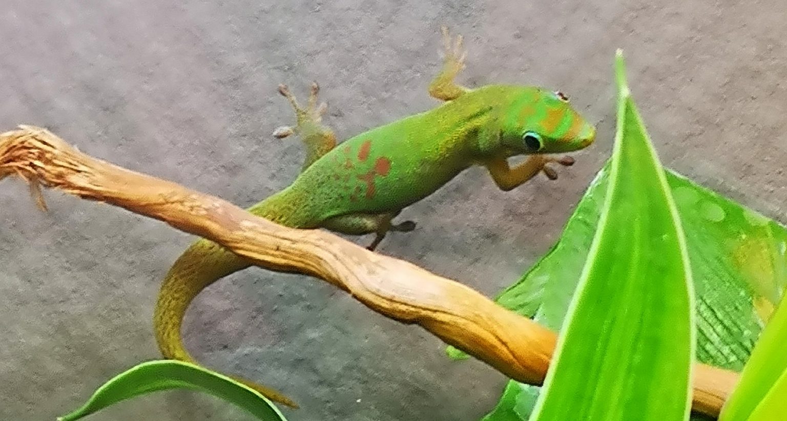 Merkmale und Farbgebung Phelsuma Laticauda