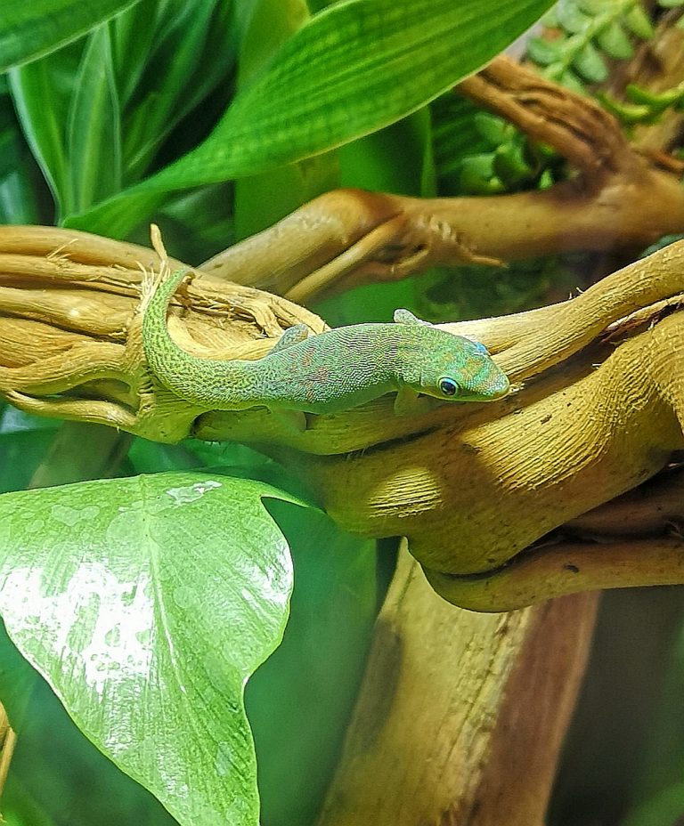 Verhalten Phelsuma Laticauda